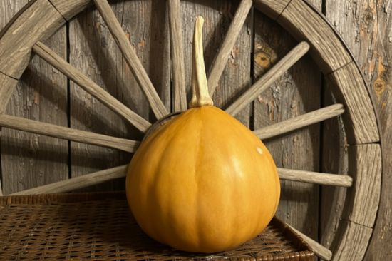 Seminole Pumpkin Seeds
