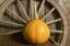 Seminole Pumpkin Seeds