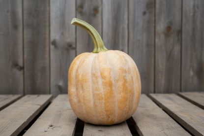 Picture of Autumn Prairie Pumpkin Autumn Frost F1 Pumpkin Seeds