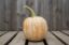 Autumn Prairie Pumpkins Autumn Frost F1 Pumpkin Seeds