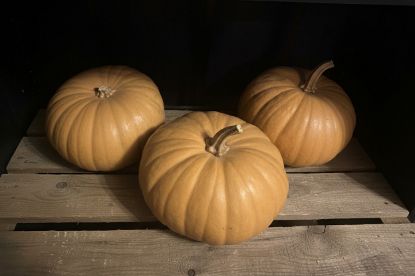 Picture of Autumn Prairie Pumpkin Long Island Cheese Pumpkin Seeds
