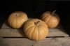 Autumn Prairie Pumpkins Long Island Cheese Pumpkin Seeds