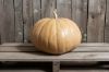 Autumn Prairie Pumpkins Long Island Cheese Pumpkin Seeds