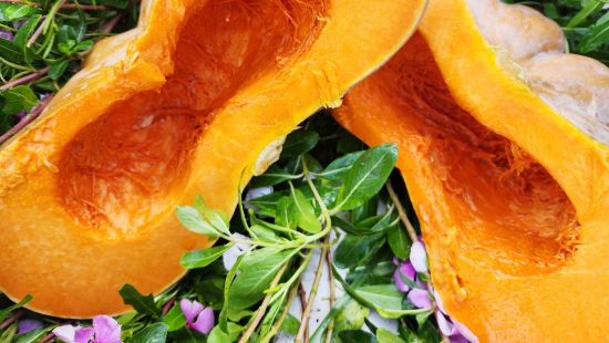Autumn Prairie Pumpkins Musquee de Provence Pumpkin Seeds