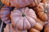 Autumn Prairie Pumpkins Musquee de Provence Pumpkin Seeds