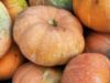 Autumn Prairie Pumpkins Magdalena Big Cheese Pumpkin