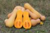 Autumn Prairie Pumpkins Waltham Butternut Squash Seeds