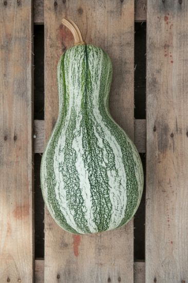 Autumn Prairie Pumpkins Cushaw Green-Striped Pumpkin Seeds
