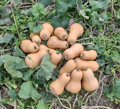 Autumn Prairie Pumpkins Bakers Branch Butternut Squash Seeds