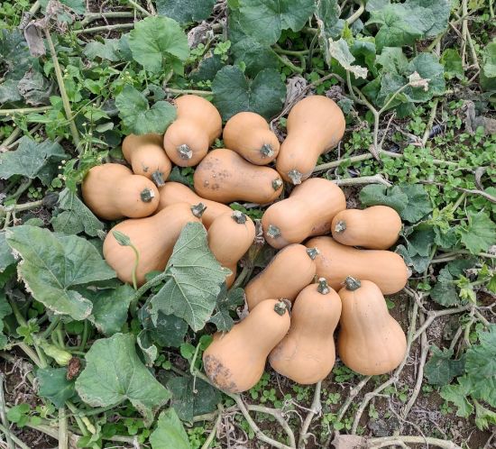 Autumn Prairie Pumpkins Bakers Branch Butternut Squash Seeds