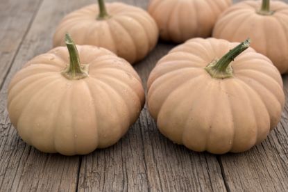 Autumn Prairie Pumpkins Autumn Crown F1 Pumpkins