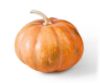 Autumn Prairie Pumpkins New England Chedder F1 Pumpkin