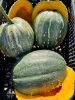 Autumn Prairie Pumpkin's Jamaican Tropical Pumpkin