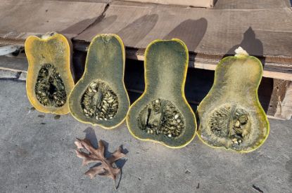 Autumn Prairie Pumpkin's Guatemalan Green Ayote