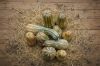Autumn Prairie Pumpkin's Cuban Neck Pumpkin