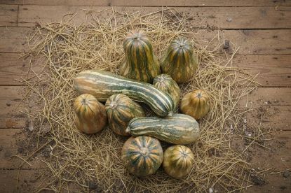 Autumn Prairie Pumpkin's Cuban Neck Pumpkin