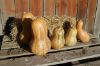 Autumn Prairie Pumpkin's Cuban Neck Pumpkin