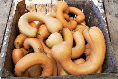 Autumn Prairie Pumpkin Tahitian Melon Squash