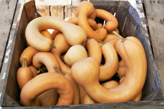 Autumn Prairie Pumpkin Tahitian Melon Squash