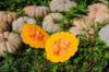 Autumn Prairie Pumpkin's Thai Kang Kob Pumpkin