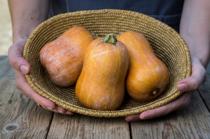 Autumn Prairie Pumpkins Honeynut Squash