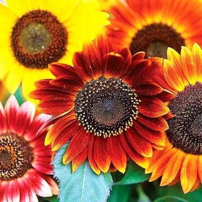 Picture of Autumn Prairie Pumpkin's Autumn Beauty Sunflower Seeds
