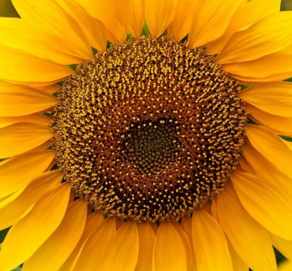 Picture of Autumn Prairie Pumpkin's Mammoth Sunflower Seeds